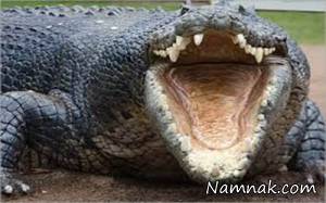 میهمان ناخوانده