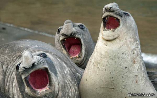 عکسهای خنده دار