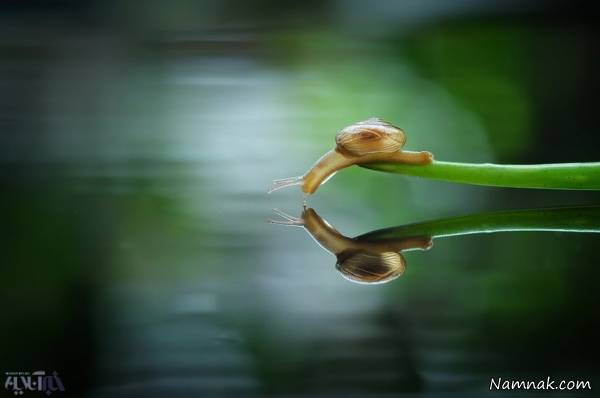 حیات وحش حیات وحش