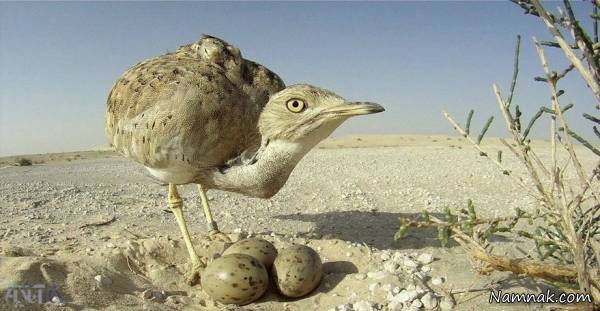 حیوانات حیات وحش