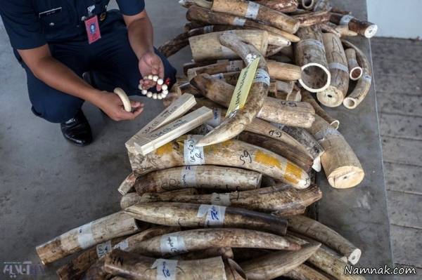 حیات وحش حیات وحش