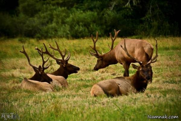 عاج فیل حیات وحش