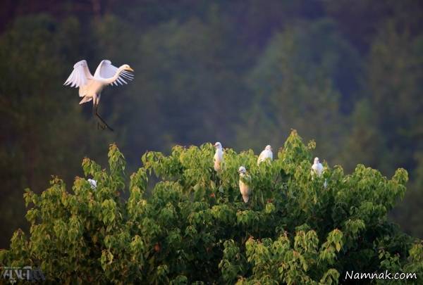 حلزون حیات وحش