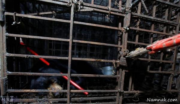 جوجه تیغی حیات وحش