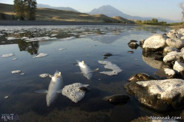 عکس جالب حیات وحش