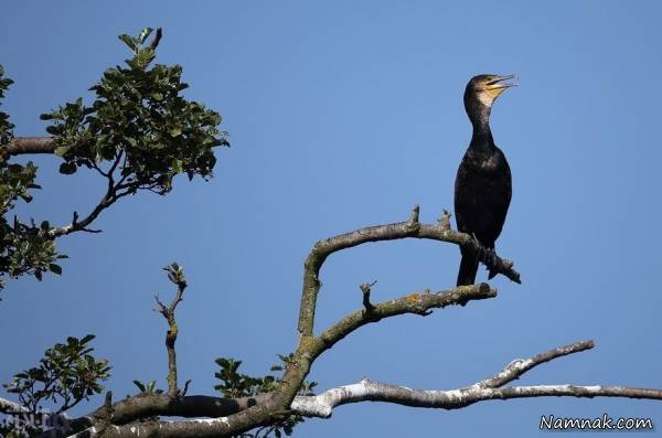 حلزون حیات وحش