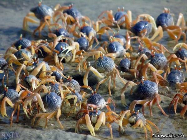 حیوانات حیات وحش