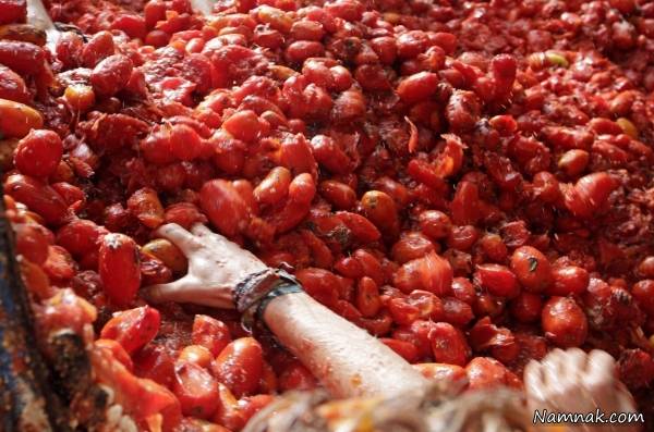 اسپانیا گوجه فرنگی