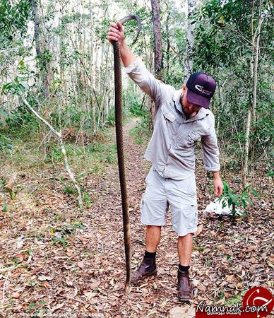 مار حمله مارها