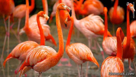 پرنده باغ پرندگان