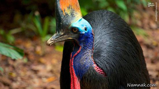 باغ پرندگان باغ پرندگان