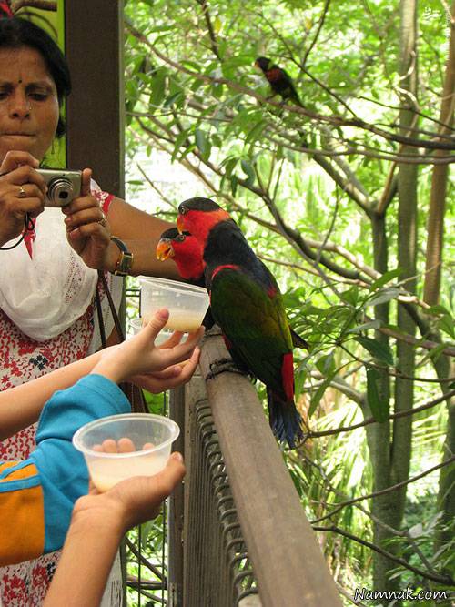 سنگاپور باغ پرندگان