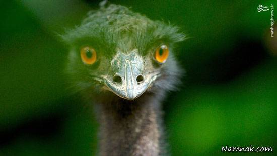 پرنده باغ پرندگان