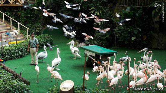 باغ پرندگان باغ پرندگان
