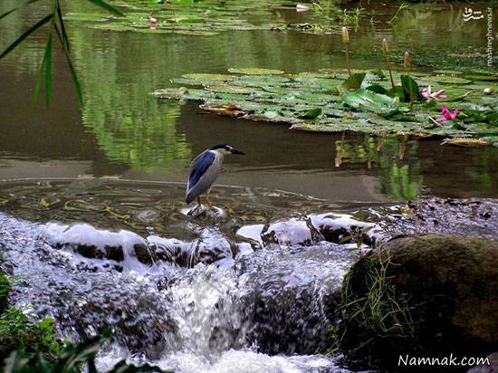 گردشگری باغ پرندگان