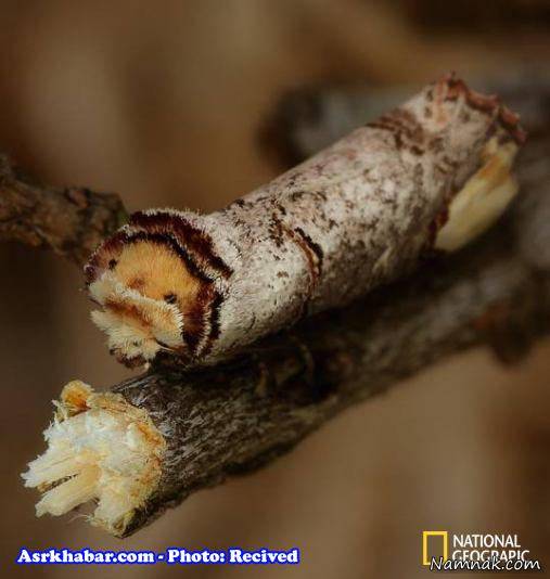 حشره چوبی حشره چوبی