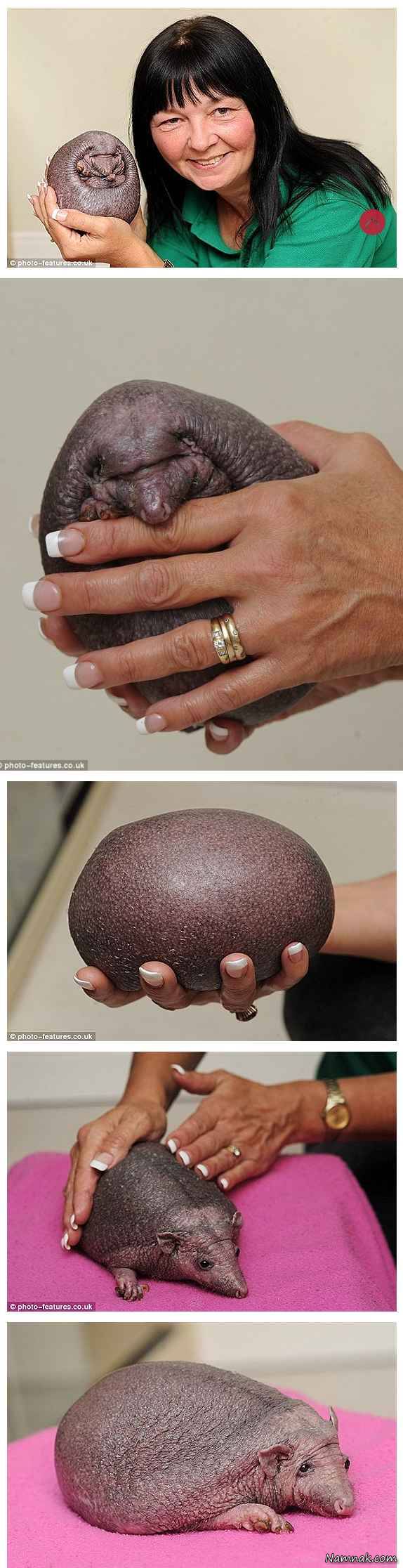 جوجه تیغی جوجه تیغی