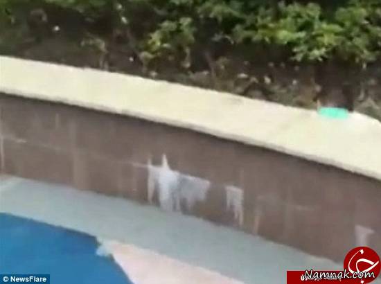 دوقلو دوقلو