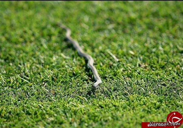 ماری که از مغز مداد هم باریک تر است + تصاویر مار