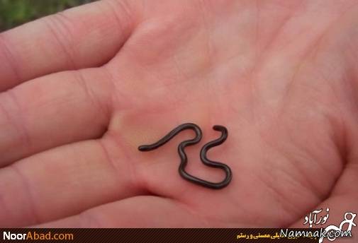 ماری که از مغز مداد هم باریک تر است + تصاویر مار