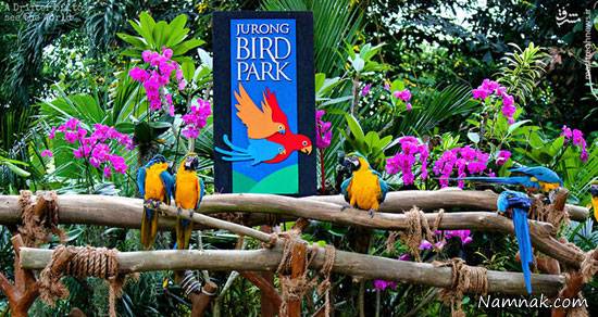 باغ پرندگان باغ پرندگان