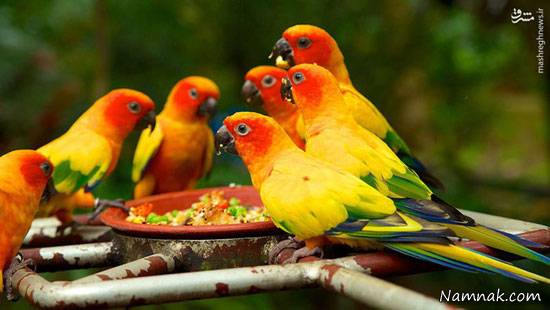 باغ پرندگان باغ پرندگان