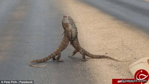 مارمولک مارمولک