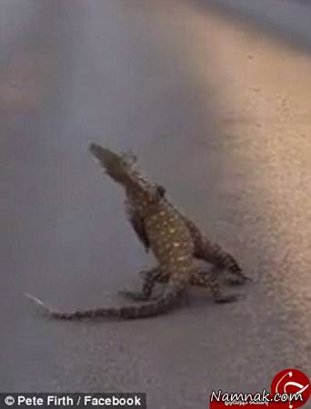 دعوای مارمولک مارمولک