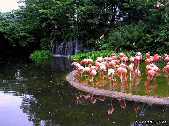 سنگاپور باغ پرندگان