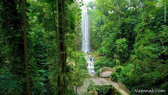 پرنده باغ پرندگان