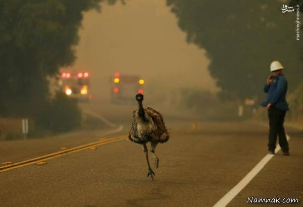 برترین تصاویر