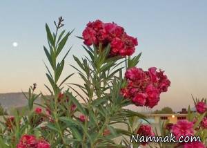 سکته قلبی