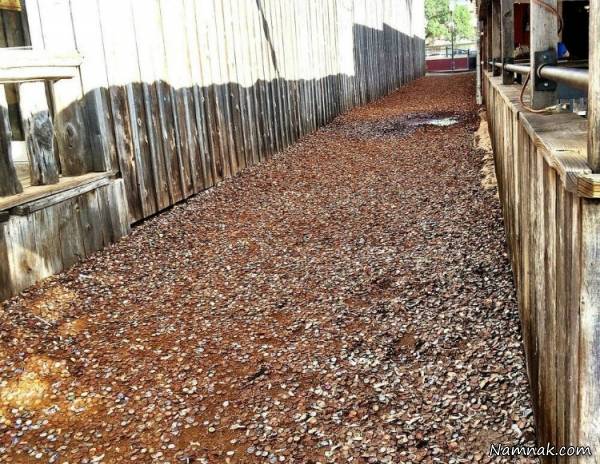 ساخت جاده ای با استفاده از درب بطری ها + عکس درب بطری