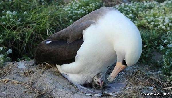 پیرترین پرنده 