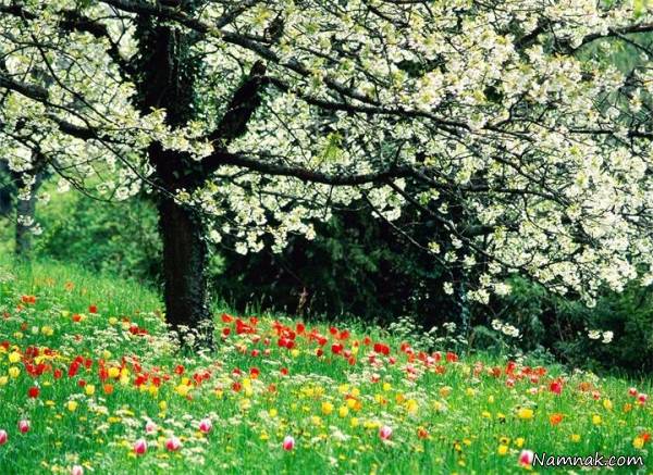 آشنایی با خاصیت درمانی فصل بهار فصل بهار