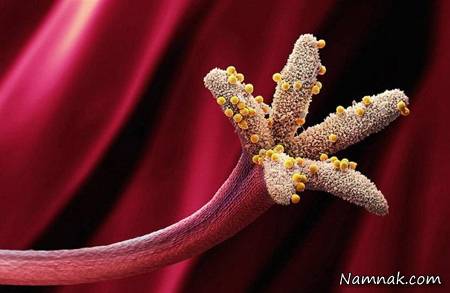 آشنایی با عوامل تحریک کننده آلرژی ها عوامل آلرژی