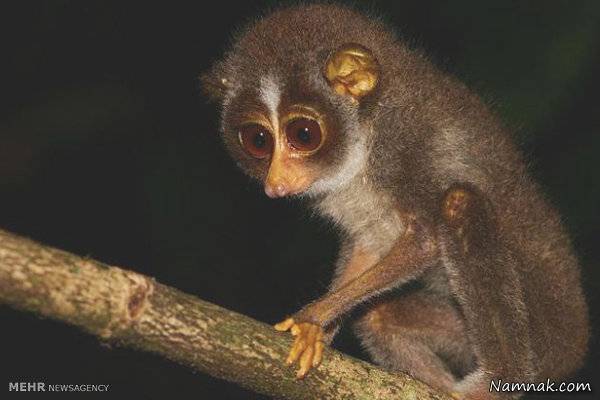 مسافران هواپیما