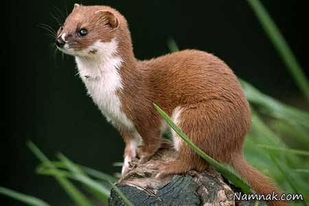 بوی بد حیوانات