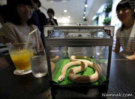 نوشیدن یک فنجان قهوه در کافی شاپ مارها + عکس کافی شاپ مارها