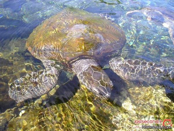 جزیره ساموآ