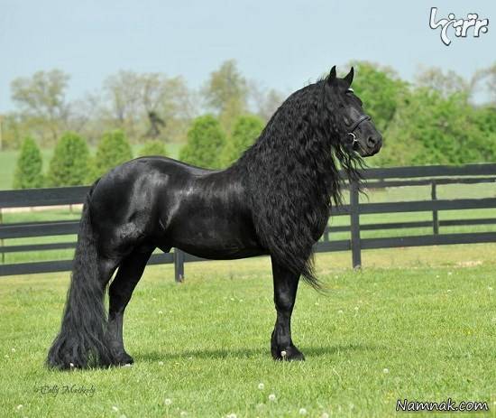 اسب سیاه زیباترین اسب جهان + تصاویر اسب سیاه