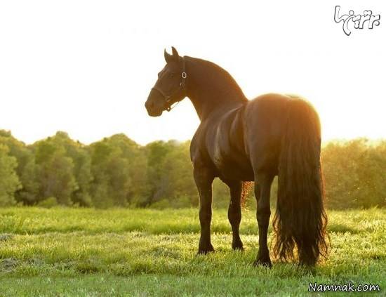 اسب سیاه زیباترین اسب جهان + تصاویر اسب سیاه