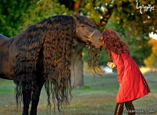 اسب سیاه زیباترین اسب جهان + تصاویر اسب سیاه