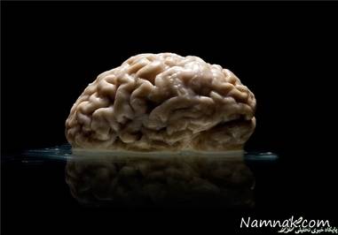 مغز انسان
