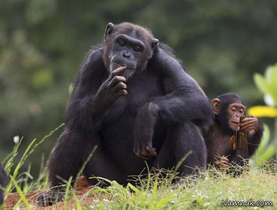 توانایی حیوانات