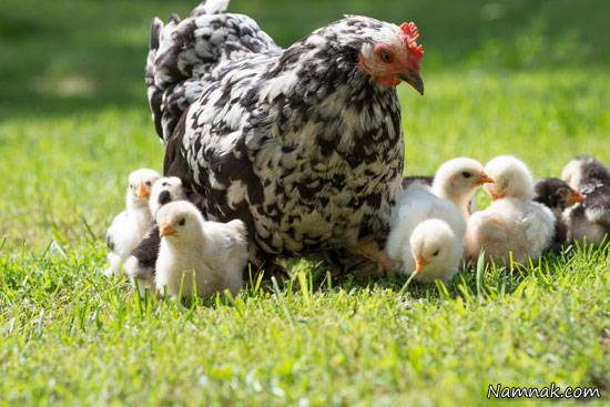 توانایی حیوانات