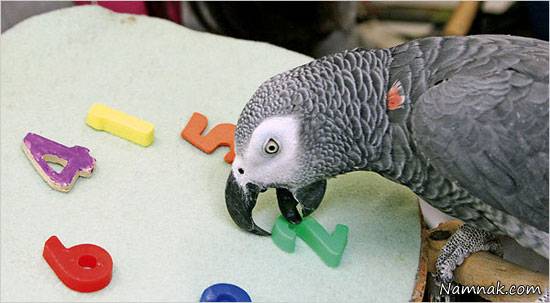 توانایی حیوانات