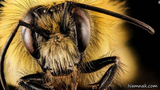 توانایی حیوانات