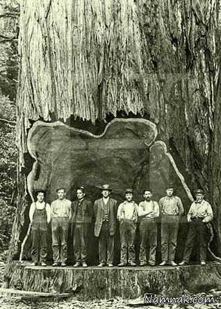 قطع بزرگترین درخت عکسهای قدیمی و جالب