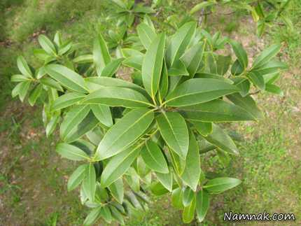 فواید سوزاندن برگ بو برگ بو